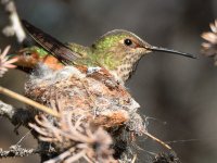 Hummer2.jpg
