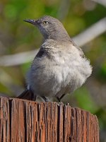 Mockingbird2.jpg