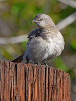 Mockingbird.jpg