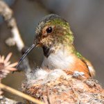Hummer6.jpg