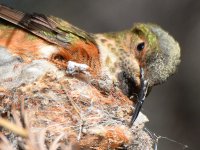 Hummer4.jpg