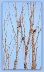 Three Robin's in a Tree 3-18-2016.jpg