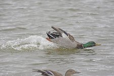DSC_8388.jpg