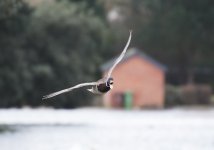 DSC_8399.jpg