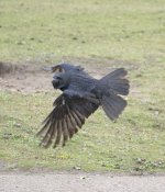 DSC_8429.jpg