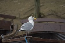 DSC_8395.jpg