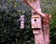 birds_925.jpg