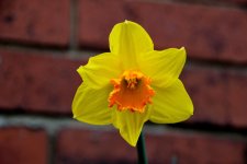 daffadill macro_918.jpg