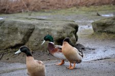 ducks gease gull_826.jpg