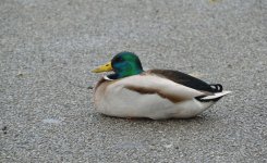 ducks gease gull_851.jpg