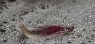 petal7 (1 of 1).jpg