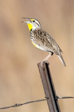 MeadowLark-110.jpg