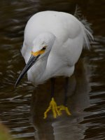 Egret3.jpg