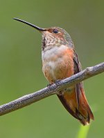Hummer.jpg