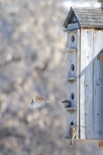 sparrows BIF -DSC_7617-0001.jpg