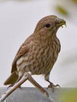 Finch3.jpg