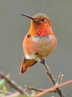 Hummer15.jpg