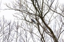 Blue Jay-3438.jpg