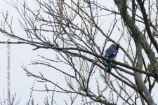 Blue Jay-3450.jpg