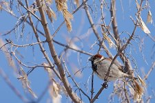 sparrows-0006.jpg