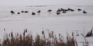 Canada Geese on Ice-DSC_7815-0001.jpg Canada Geese on Ice-DSC_7815-0001.jpg