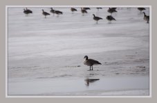the loner Canada Geese on Ice-DSC_7797-0003.jpg