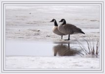 Reflection Canada Geese on Ice-DSC_7798-0002.jpg