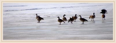photobombed DSC_7794-Canada Geese on Ice-2016-03-19 -1.jpg