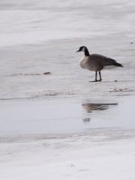 Canada Geese on Ice-DSC_7777-0006.jpg