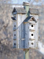 sparrows-0011.jpg