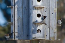 sparrows-DSC_7600-0013.jpg