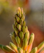 3-18-16-cr_DSC_3388.jpg