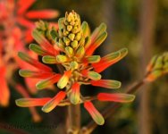 3-18-16-cr_DSC_3397.jpg