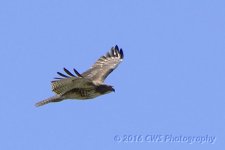 3-19-16-cr__D7K2388.jpg