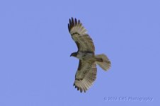 3-19-16-cr__D7K2390.jpg