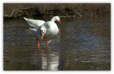 Two Headed Goose 3-19-2016.jpg