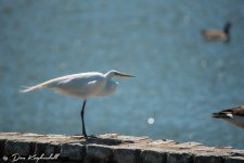 03-20-16_0030 NIKON D750 600 mm 1-2000 sec at f - 6.7 ISO 320.jpg