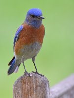 Bluebird3.jpg
