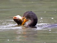 Cormorant2.jpg
