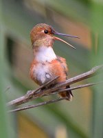 Hummer3.jpg
