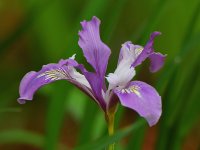Iris.jpg