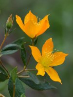 YellowFlower.jpg
