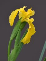 Iris2.jpg