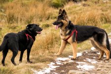 whernside-0246.jpg