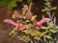 Salvia.jpg