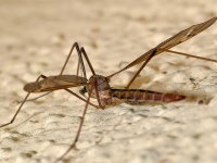 Mosquito.jpg