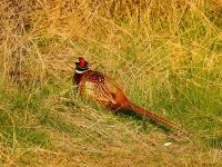 DSCN1047.jpg