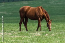 Horses 20160321-3583.jpg