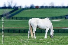 Horses 20160321-3586.jpg