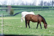 Horses 20160321-3609.jpg